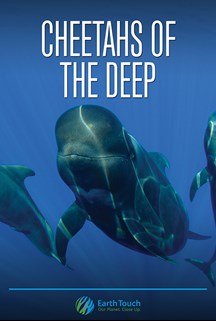 Cheetahs of the Deep