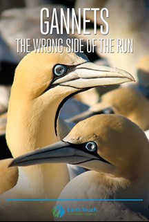 Gannets - The Wrong Side of the Run