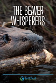 The Beaver Whisperers