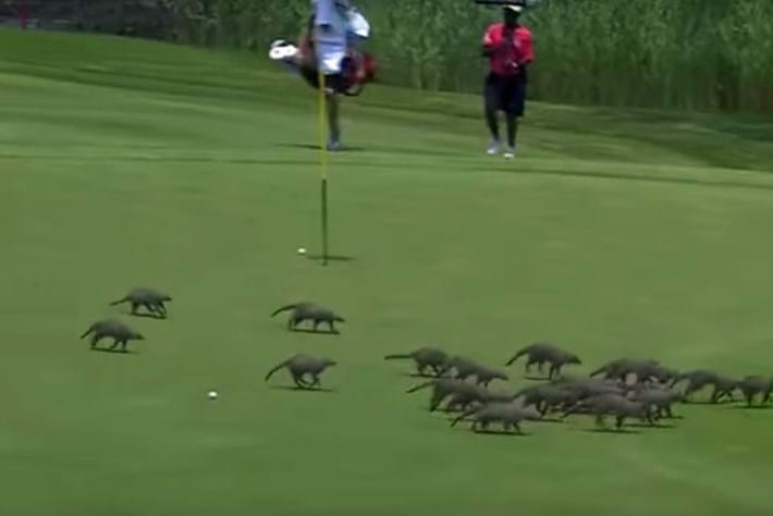 mongoose-golf_2016_11_12.jpg