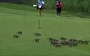 Mongoose horde descends on golf tournament in South Africa
