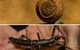 Guess which rare, ginormous stick bug just laid its first eggs in the US
