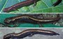 Three matchstick-sized salamander species discovered, already dying out