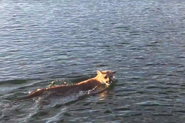 cougar-swimming_2016_11_21.jpg