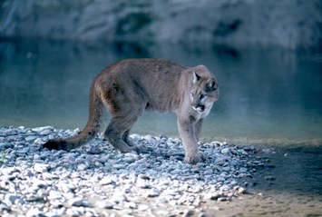 moutain lion_stream_2016_11_21.jpg