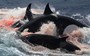 Australia's killer whales are whale killers