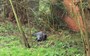 Seal turns up in backyard garden kilometres from shore
