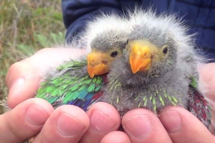 Saving Australia's unique migratory parrot