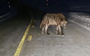 Photographer meets a big, burly wolf in Yellowstone (VIDEO)