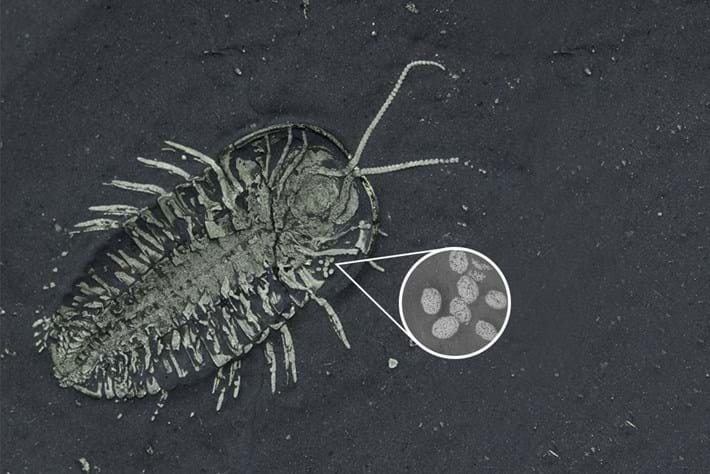 Wow! Fossilised trilobite eggs!
