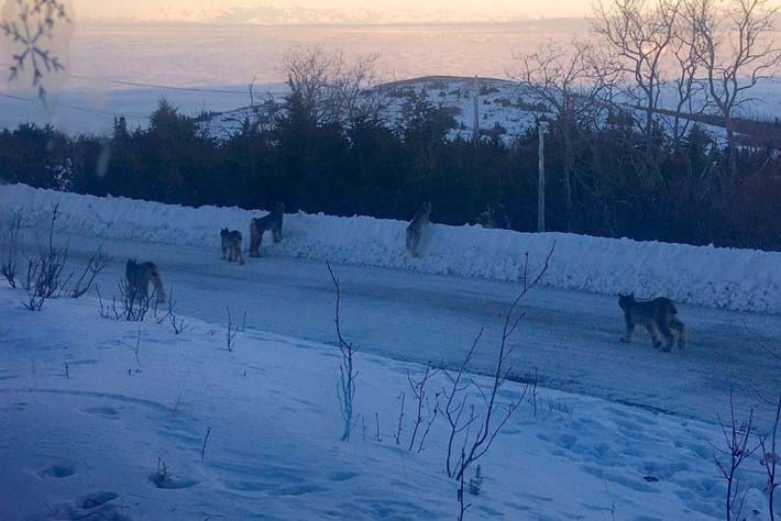 Lynx family strolls down the street in Alaska