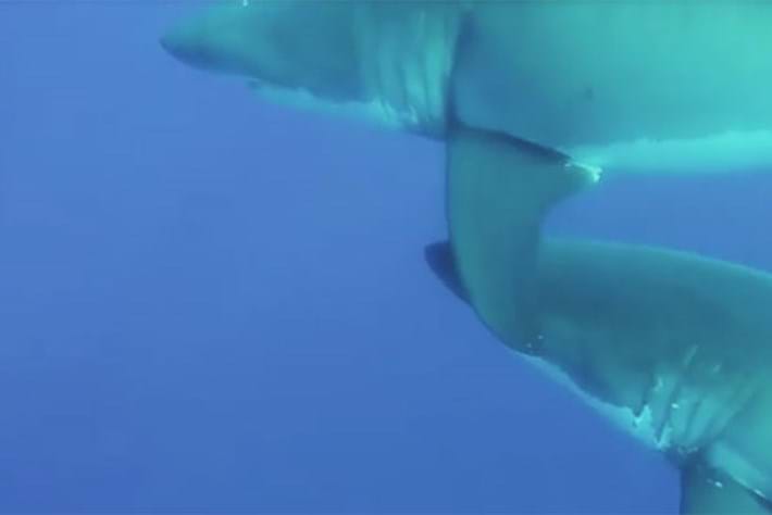 Why are these great white sharks swimming in tandem?