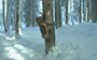 Timelapse: Wolverine and marten make quick work of a frozen deer leg