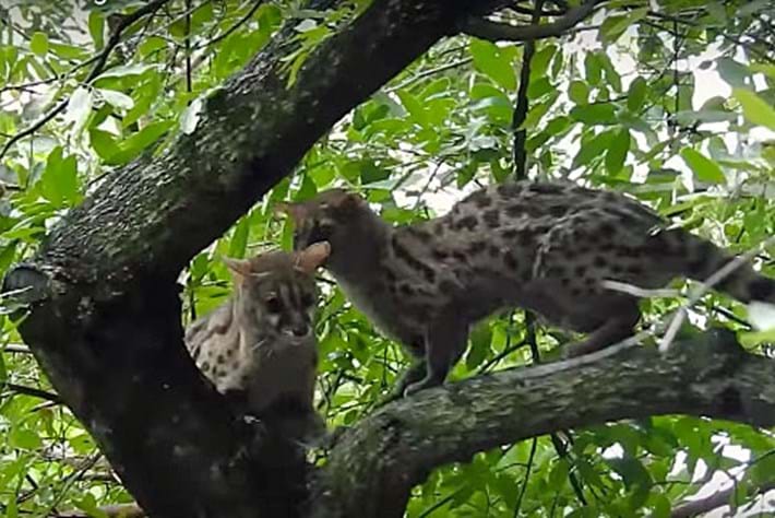 genet-mating_thumb_2017_02_06.jpg