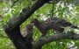 Have you ever seen genets mating?