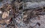 Here's the ID on that strange Cornwall 'creature'