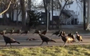 Gobble, gobble, fowl and trouble: What the hex are these turkeys doing?