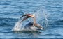 Tackling the Kraken: Unique dolphin strategy delivers dangerous octopus for dinner