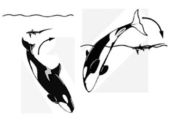 whales-comp-2017-4-16.jpg