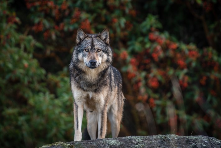 Island wolf_2016_04_24.jpg