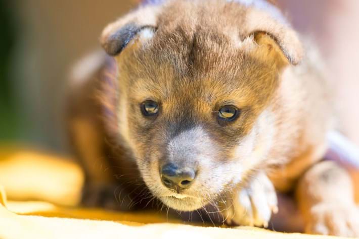 wolf-puppy2-2017-5-4.jpg