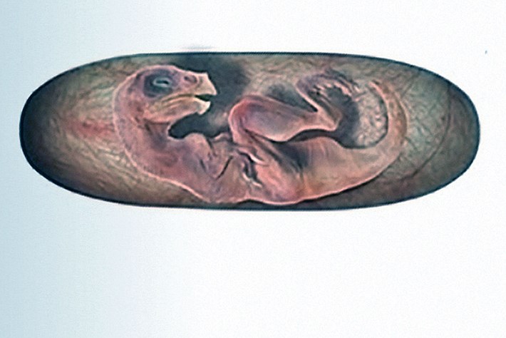 We finally know the identity of 'Baby Louie', the dinosaur embryo from a giant egg