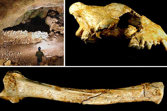 Cave fossil offers new clues about the huge hyenas that once roamed Europe