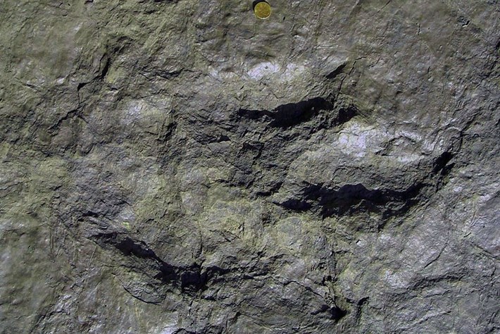 For some of the best prehistoric tracks, all roads lead to this Massachusetts backyard