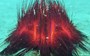 These vibrant 'star butt' urchins look like underwater bonfires