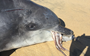 Severed octopus limbs kill dolphin by kinking its airway like a garden hose