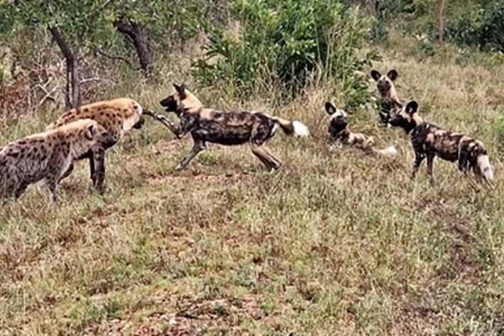 hyena-page-2017-7-1:jpg.jpg