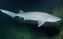Pair of sixgill sharks spotted 1,000ft beneath the waves (Video)