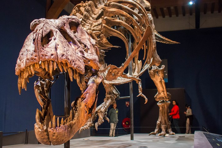 How fast was T. rex, really? And how much does it matter?