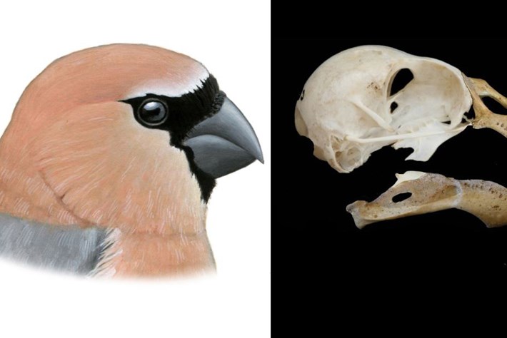 New species of ancient bird joins list of extinctions caused by humans