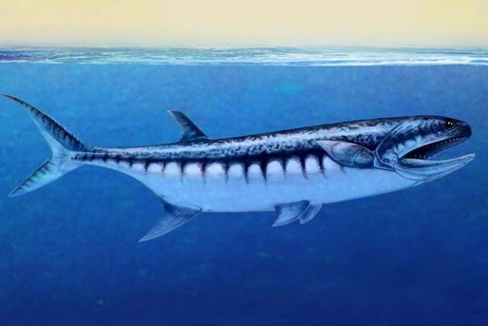 This huge toothy fish claimed top-predator status in a post-extinction world