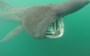 Watch: Kayaker meets three basking sharks off the Isle of Man