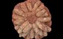 How did dinosaur eggs survive in the Arctic?