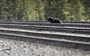 Squirrel stockpiles may expose grizzlies to train danger