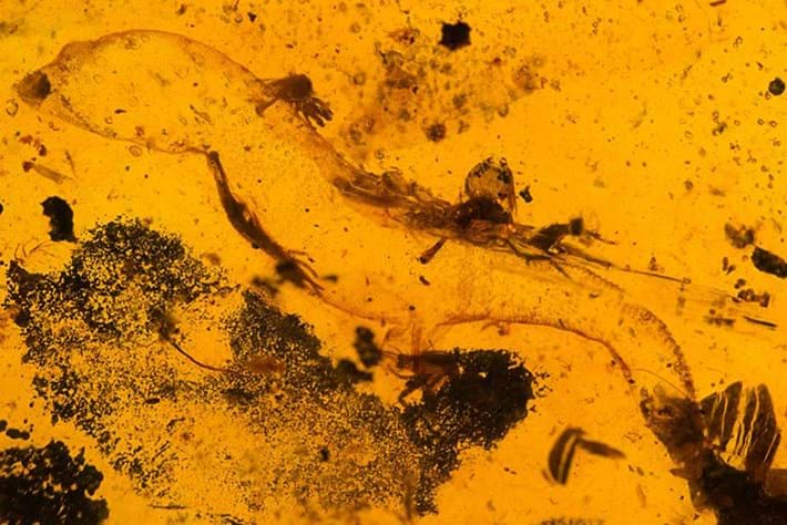 Fossil forensics: Two ancient lizards, two amber-encased mysteries