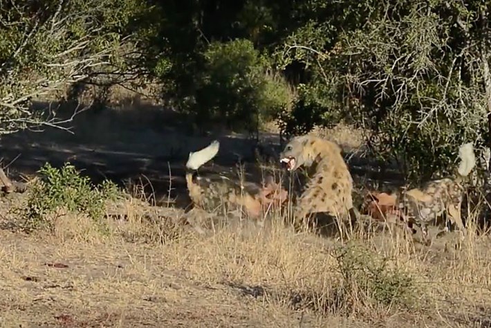 hyena-wild-dogs_2017_09_12.jpg