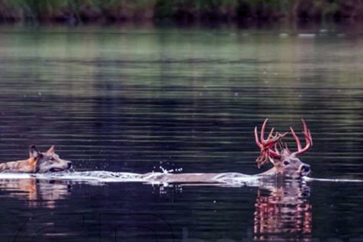 wolf-buck_2017_09_14.jpg