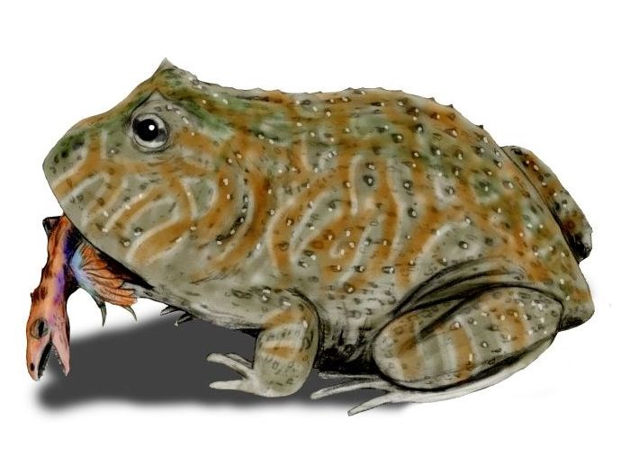 Beelzebufo_BW_2107_09_21.jpg