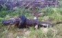 Dead gator demonstrates another hazard of scrapped tyres