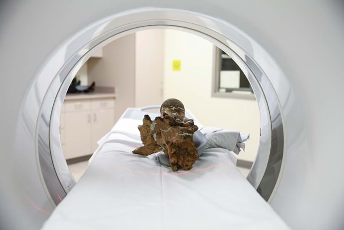 There's a lot to learn about dinosaur brains