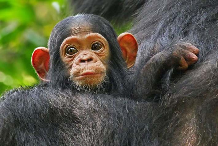 chimanzee_baby_2017-10-20.jpg