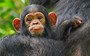 Chimpanzee "maternity leave" might save newborn babies from cannibalism