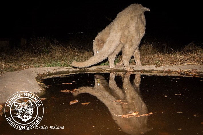white_civet_3_2017-10-25.jpg