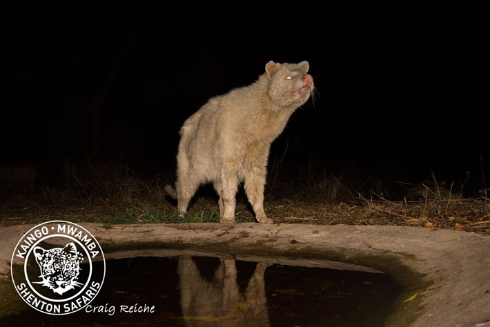 white_civet_1_2017-10-25.jpg