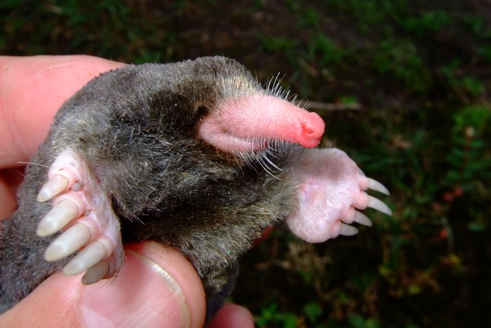 New species discoveries from the unique and threatened Greater Mekong