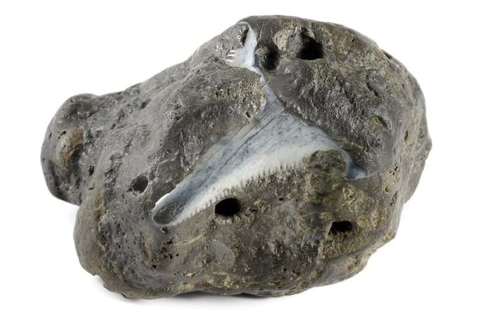 That time a prehistoric shark took a bite out of a turd